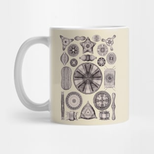 Ernst Haeckel Diatoms Lavender Gray Mug